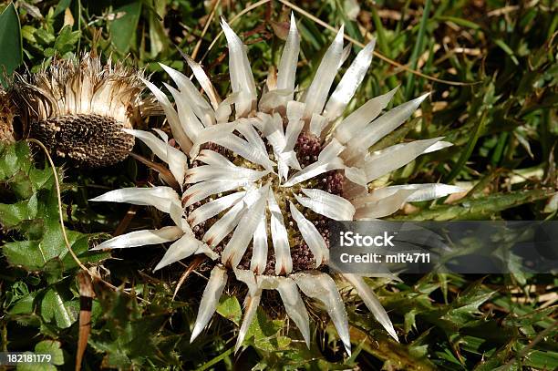 Carline Thistle Stock Photo - Download Image Now - Accessibility, Blossom, Close-up