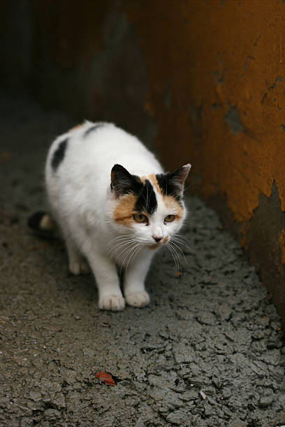 Alert Cat stock photo