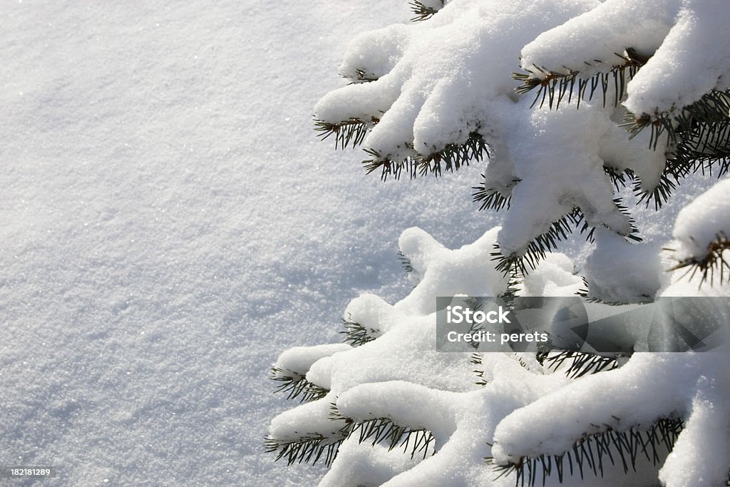 Fondo de invierno - Foto de stock de Abeto libre de derechos