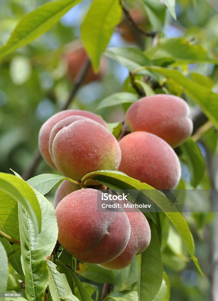 Maturo peaches sull'albero - Foto stock royalty-free di Albero
