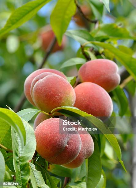 Maturo Peaches Sullalbero - Fotografie stock e altre immagini di Albero - Albero, Albero da frutto, Alimentazione sana