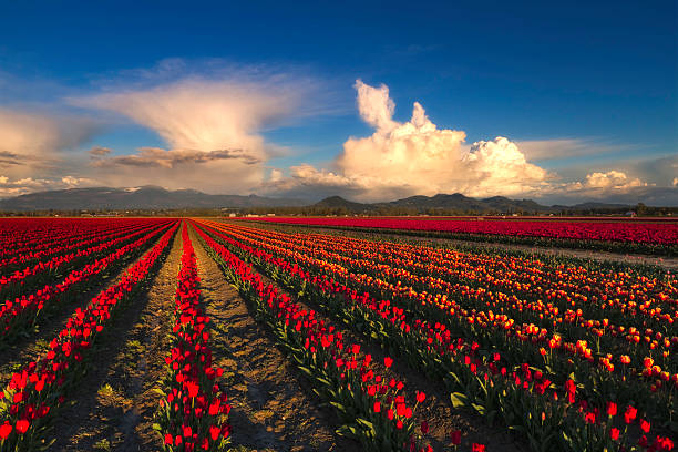 campo di tulipano con nuvole - spring tulip field flower foto e immagini stock