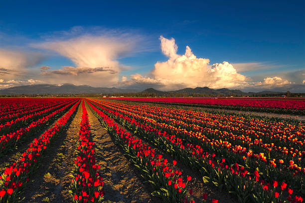 Tulip Fields with Clouds stock photo