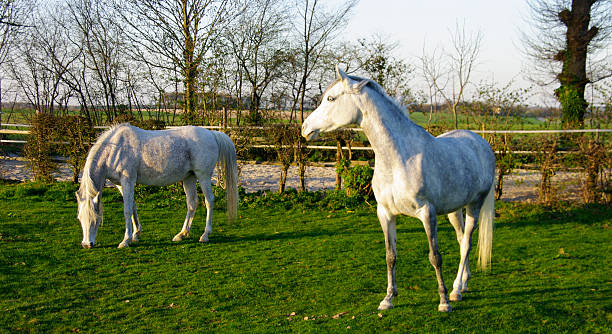 Horses Two beautiful white horses in a springtime maedow uffington horse stock pictures, royalty-free photos & images