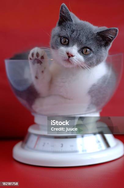 Foto de Forte De Pele e mais fotos de stock de Americano de Pelo Curto - Americano de Pelo Curto, Amor, Animal