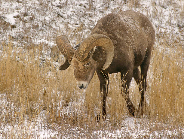 Bighorn sheep (Ovis canadensis) stock photo