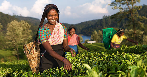 Tamil pickers plucking tea leaves on plantation "Tamil women plucking tea leaves near Nuwara Eliya, Sri Lanka ( Ceylon ). Sri Lanka is the world's fourth largest producer of tea and the industry is one of the country's main sources of foreign exchange and a significant source of income for laborers." camellia sinensis photos stock pictures, royalty-free photos & images