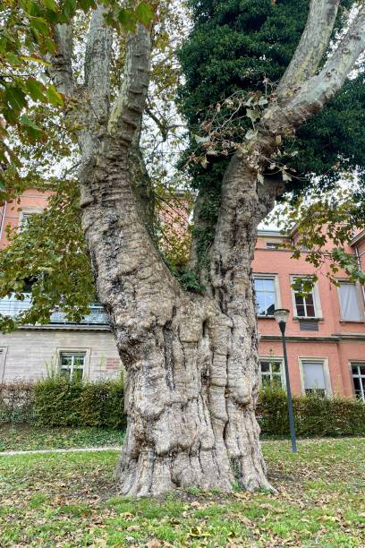 istock Strasbourg in France 1821820311