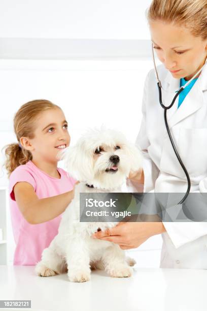 Femmina Medico Veterinario Checkup Bambina Di Cane - Fotografie stock e altre immagini di 30-34 anni