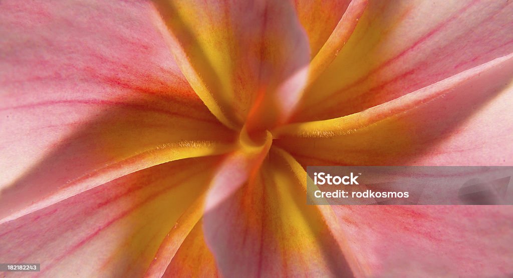 rainbow plumeria Inner close up of rainbow plumeria Big Island - Hawaii Islands Stock Photo