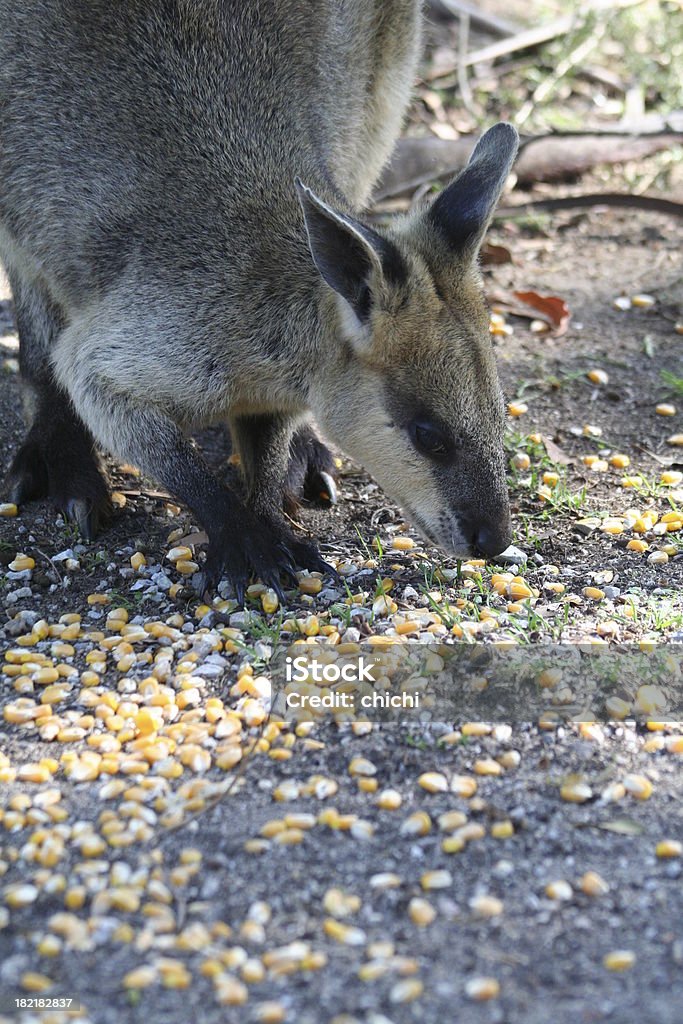 Wallaby petiscos - Foto de stock de Abaixo royalty-free