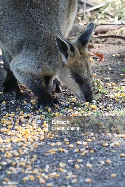 Foto de Wallaby Petiscos e mais fotos de stock de Abaixo - Abaixo, Animal, Austrália