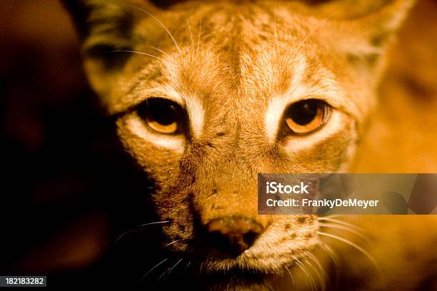 Die Jungen Wilden Cub Nähe Stockfoto und mehr Bilder von Abenteuer - Abenteuer, Aggression, Angst