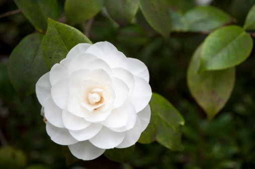 Perfectly formed pure white flower. Copy space beside.