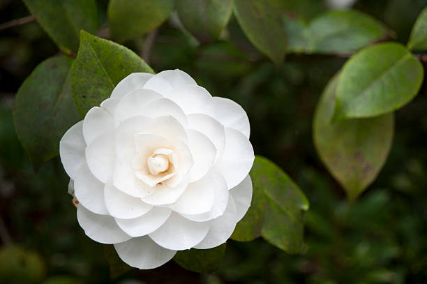 Pure White Camelia Perfectly formed pure white flower. Copy space beside. camellia stock pictures, royalty-free photos & images