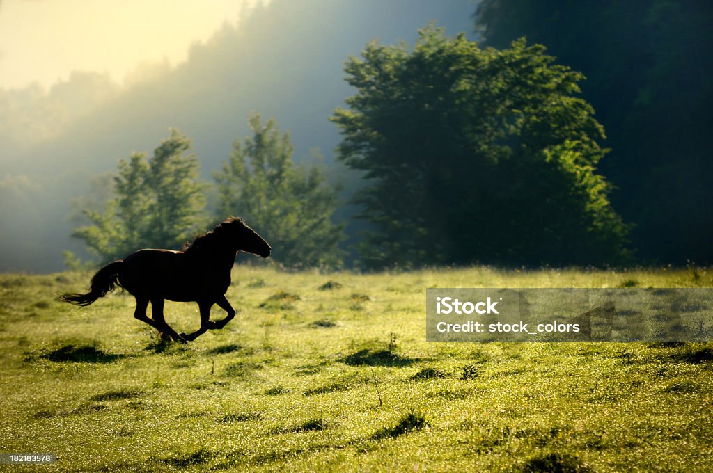 horse running in nature strong horse running with speed in the middle of the nature. Agricultural Field Stock Photo