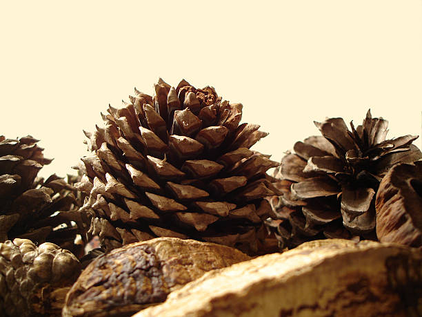 Pinecone arrangement stock photo