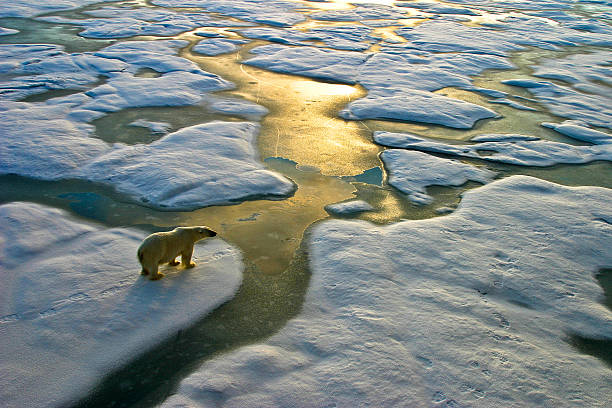 polar bear auf eis in der nähe von golden glitzernden wasser - klimawandel stock-fotos und bilder