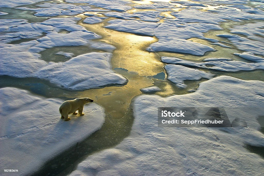 Oso Polar en hielo cerca del golden calle agua - Foto de stock de Cambio climático libre de derechos