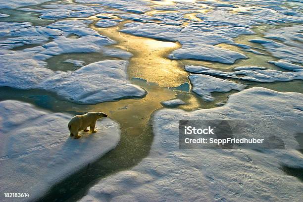 Oso Polar En Hielo Cerca Del Golden Calle Agua Foto de stock y más banco de imágenes de Cambio climático - Cambio climático, Oso polar, Clima