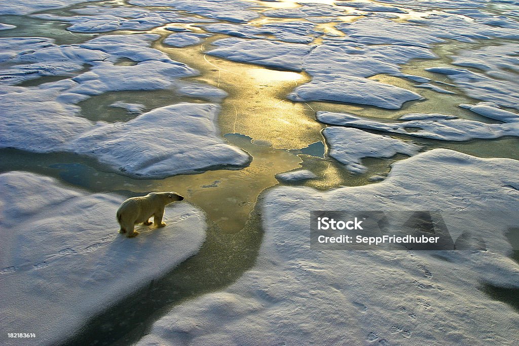 Polar bear on ice close to golden glittering water Polar bear on a wide surface of ice in the russian arctic close to Franz Josef Land.The light a Climate Change Stock Photo