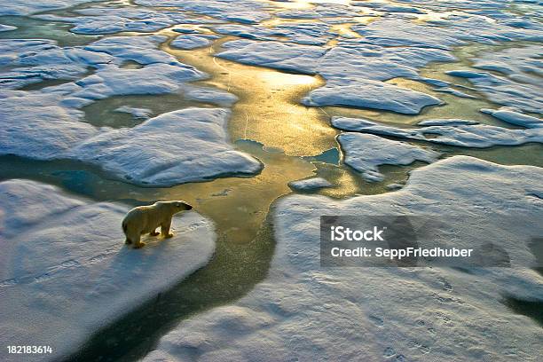 Polar Bear On Ice Close To Golden Glittering Water Stock Photo - Download Image Now - Climate Change, Polar Bear, Climate