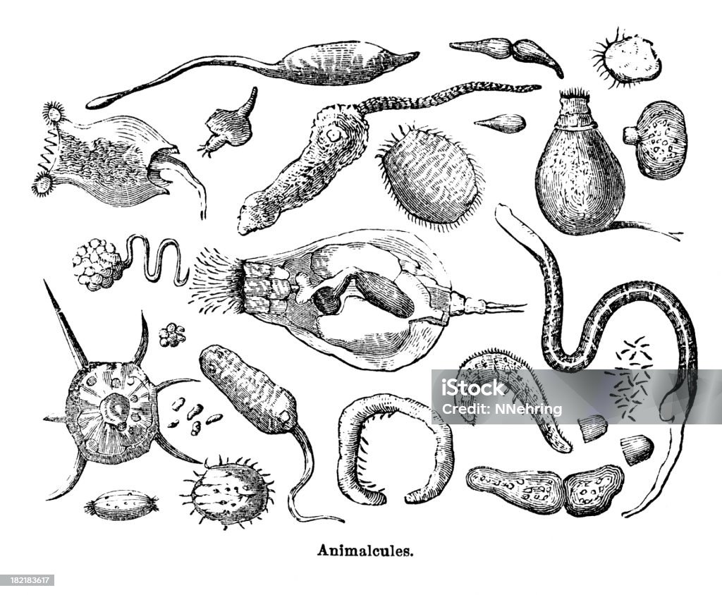 animalcules o protoza incisione - Illustrazione stock royalty-free di Protozoo