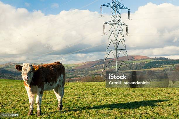 Cow Stock Photo - Download Image Now - Electricity Pylon, UK, Cow