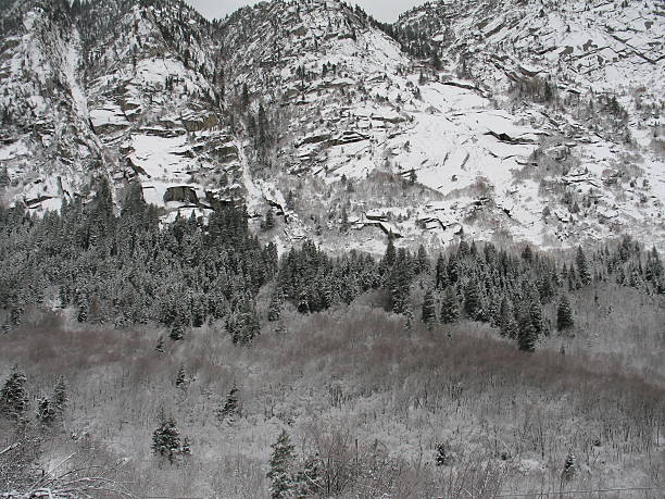 First Snow in Little Cottonwood Canyon 1 The first snow in Utah\'s LIttle Cottonwood Canyon. The trees all look softened by the snow.  1 of 2 cottonwood stock pictures, royalty-free photos & images