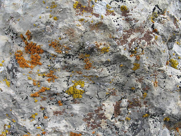 Colorful Moss & Rock Texture 1 stock photo