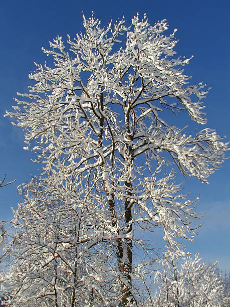 Snowy tree stock photo