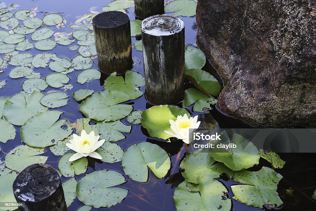 Lago com lírio d'água - Foto de stock de Branco royalty-free