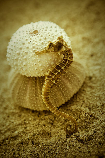 istock Sea horse and Urchin 182184874