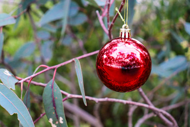 istock christmas tree ornament bauble hanging in eucalyptus tree in australian bushland 1821848950