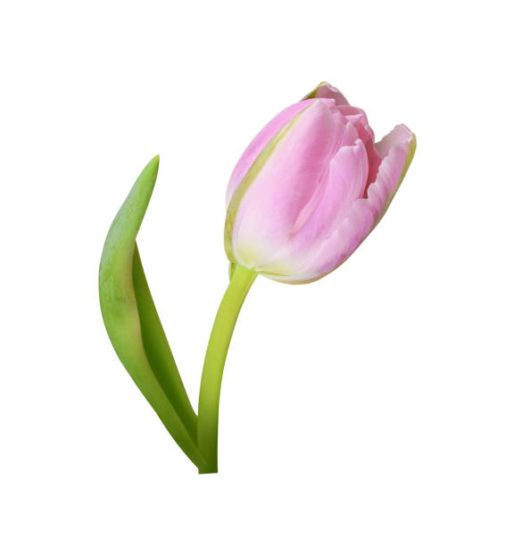 istock Pink tulip flower isolated 1821848965