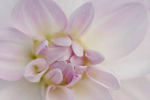 istock Porcelain Dahlia 182184919