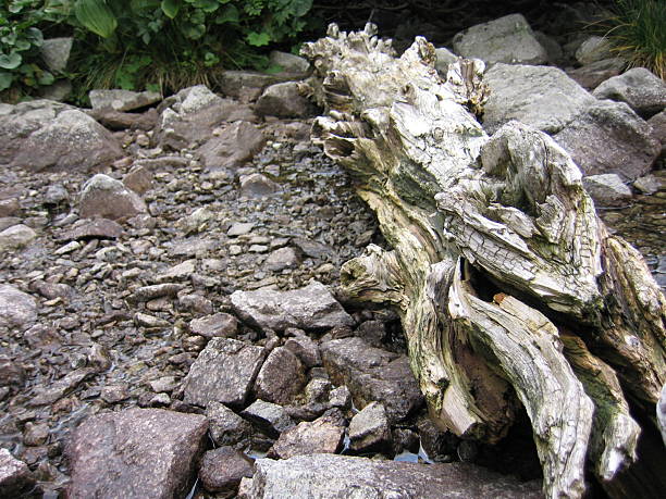 istock Old piece of wood 182184975