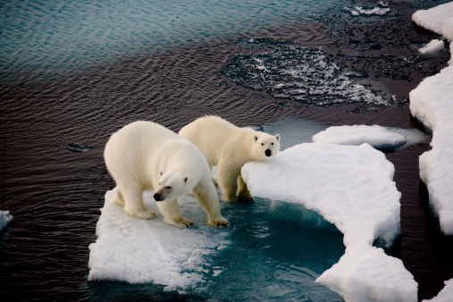 Two polar bears on a small ice floe surrounded by water and ice. Mother and two years old cub. Symbolic for climate situation in the arctic. Copy- space.