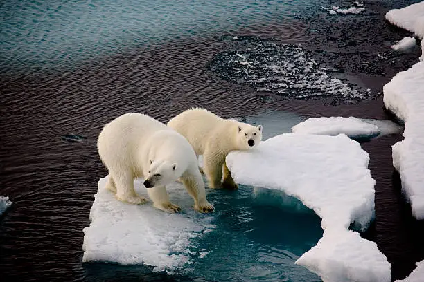 Two polar bears on a small ice floe surrounded by water. Symbolic for climate situation in the arctic. Copy- space.