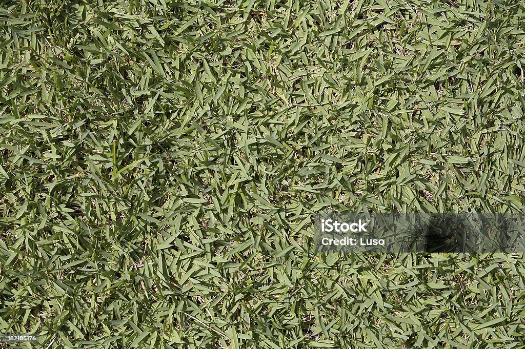 Verde prato - Foto stock royalty-free di Aiuola