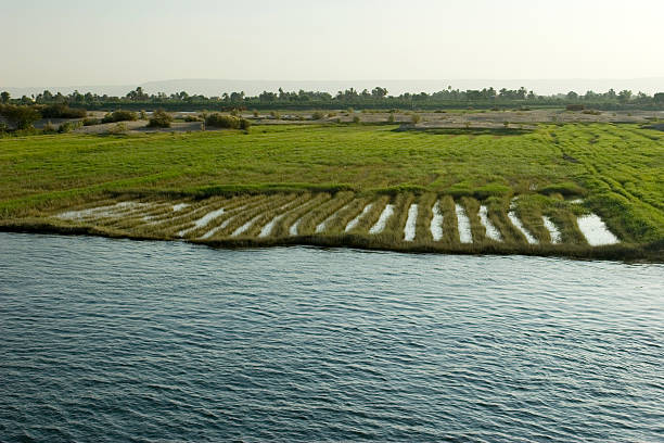 Green rice fields near a body of water Rice fields on the Nile, Egypt. nile river stock pictures, royalty-free photos & images