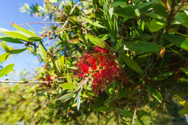 Crimson Bottlebrush (Melaleuca citrina) , close-up in bloom against blue sky.