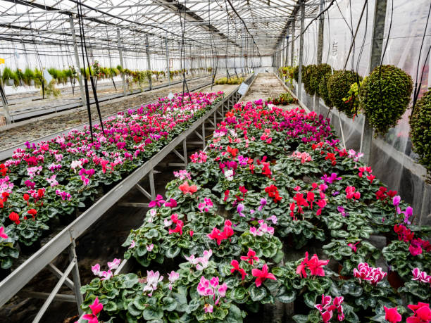 istock Cyclamen Coum grows in a greenhouse in winter 1821856968