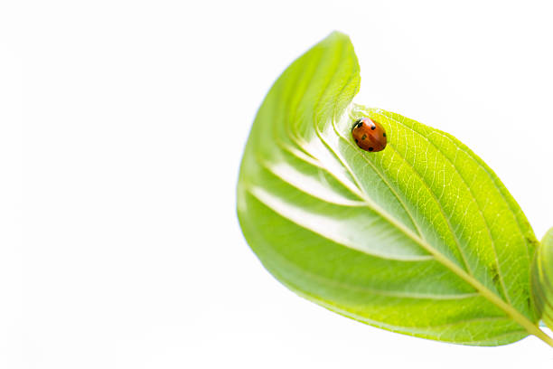 Ladybug on green leaf stock photo