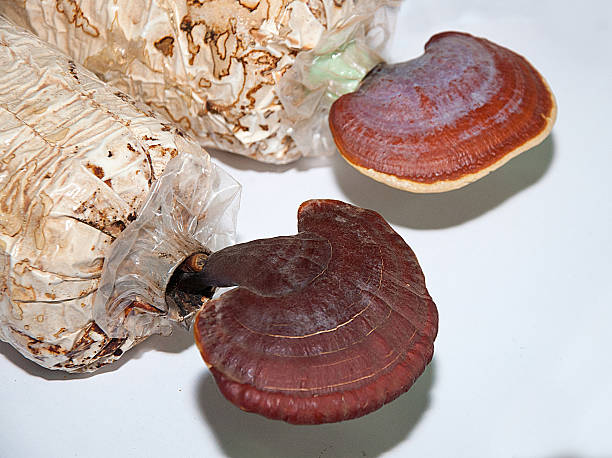 ganoderma lucidum tipo seta - asia autumn bracket brown fotografías e imágenes de stock