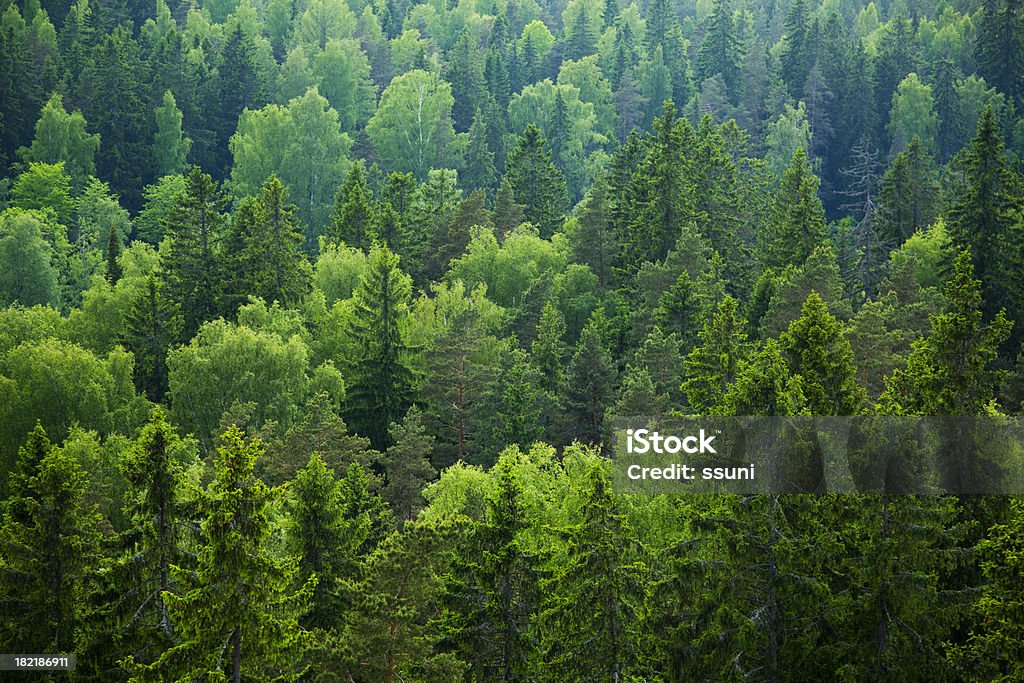 Forêt mixte - Photo de Forêt libre de droits