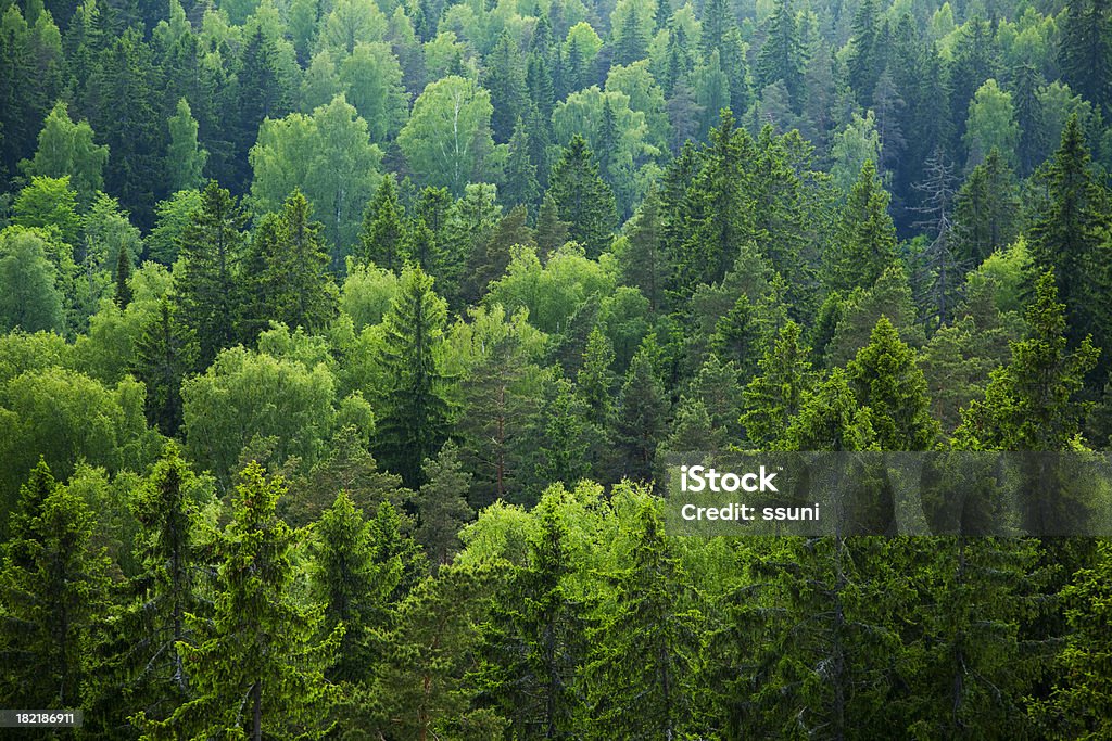 Floresta mista - Foto de stock de Floresta royalty-free
