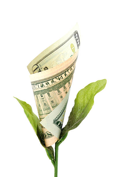 A flower growing a twenty dollar bill stock photo