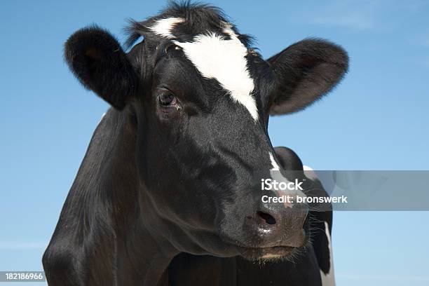 스마트네트워크 루킹 Cow 암소에 대한 스톡 사진 및 기타 이미지 - 암소, 젖소, 동물 머리