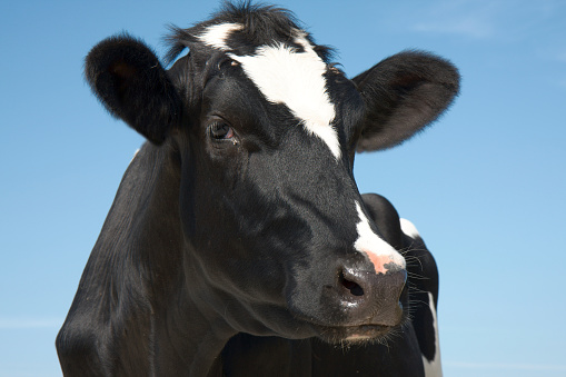 Smart looking Frisian cow.